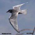 Whiskered Tern range map