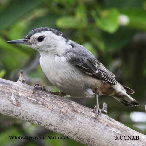 White-breasted Nuthatch