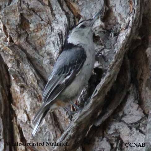 White-breasted Nuthatch