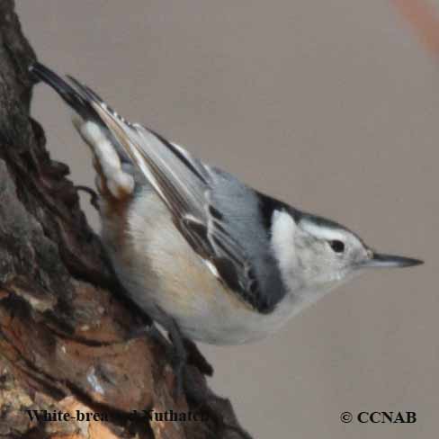 White-breasted Nuthatch