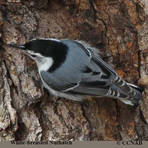 White-breasted Nuthatch