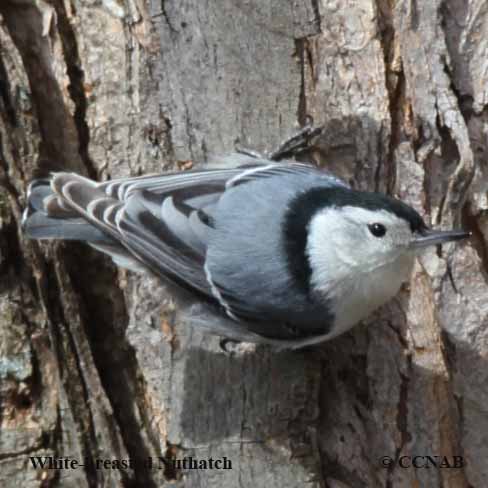 White-breasted Nuthatch