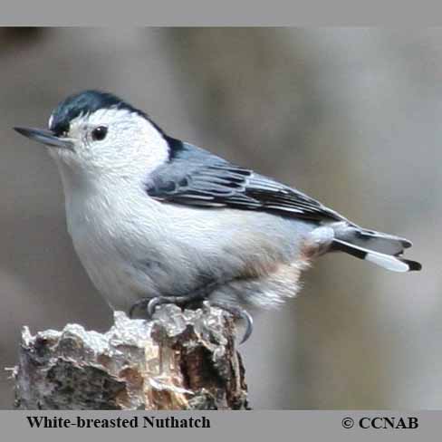 Birds of North America