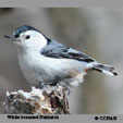 White-breasted Nuthatch