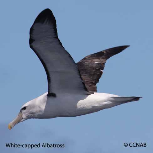 White-capped Albatross