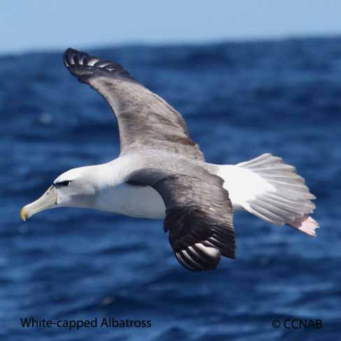 White-capped Albatross