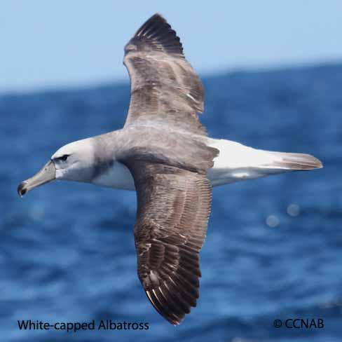 White-capped Albatross