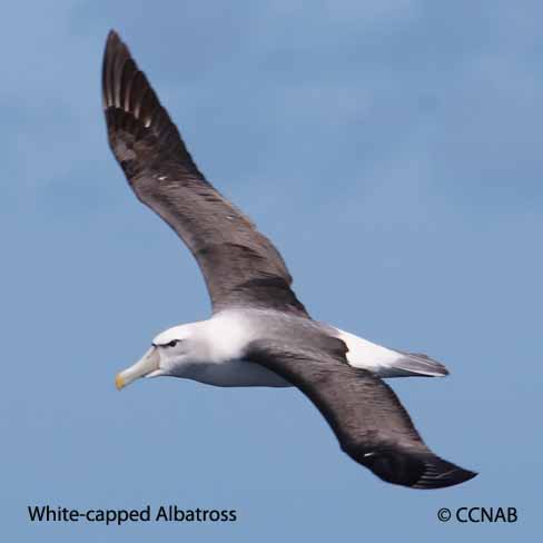 White-capped Albatross