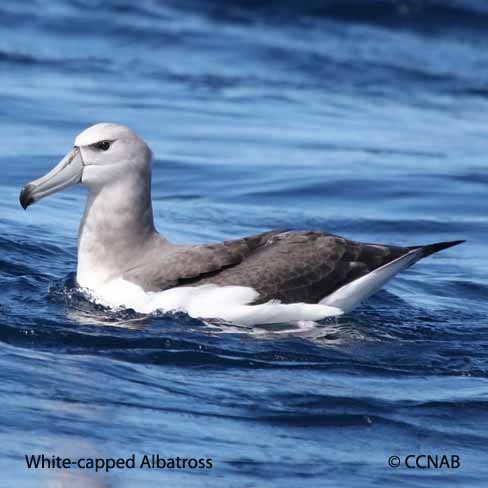 Birds of North America