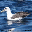 White-capped Albatross