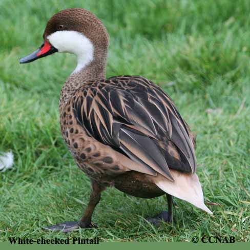 White-cheeked Pintail