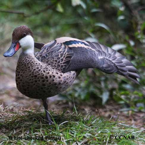 White-cheeked Pintail