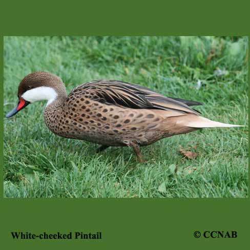 White-cheeked Pintail