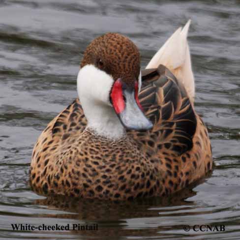 White-cheeked Pintail