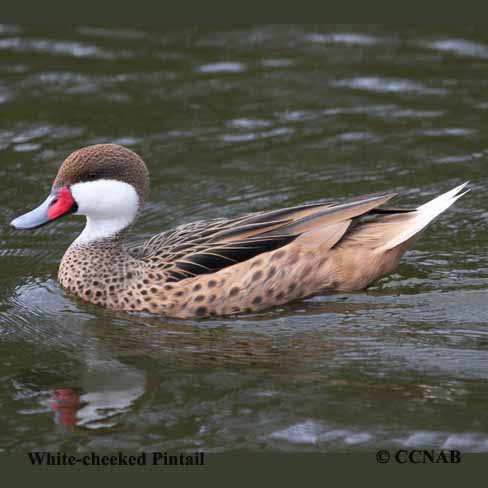 Birds of North America