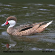 White-cheeked Pintail range map