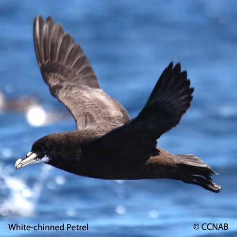 White-chinned Petrel