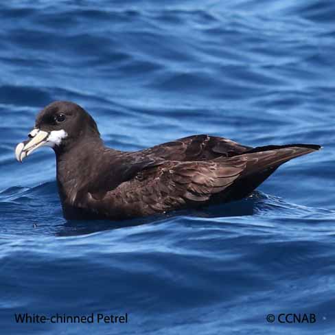 White-chinned Petrel