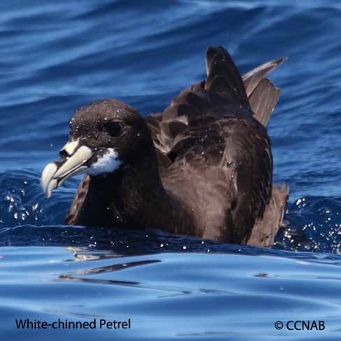 White-chinned Petrel