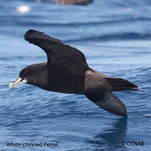 Birds of North America