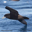 White-chinned Petrel range map