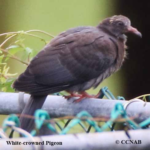 White-crowned Pigeon