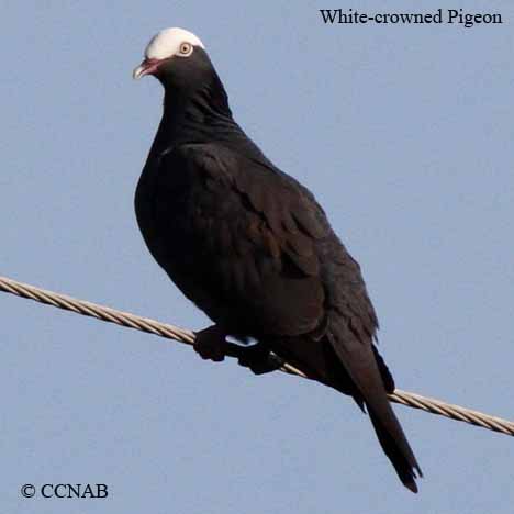 White-crowned Pigeon