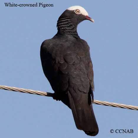 White-crowned Pigeon