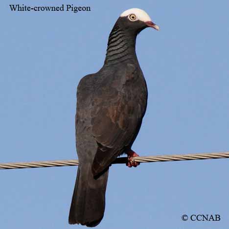 White-crowned Pigeon