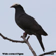 White-crowned Pigeon