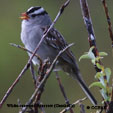 White-crowned Sparrow (Gambel's) range map