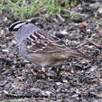 White-crowned Sparrow