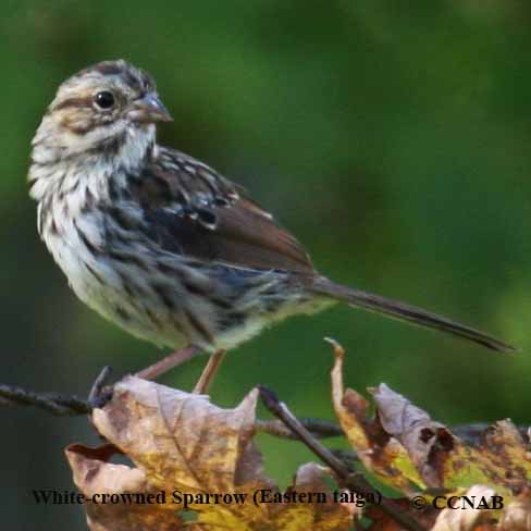 White-crowned Sparrow (Eastern taiga)