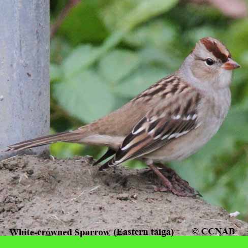 White-crowned Sparrow (Eastern taiga)