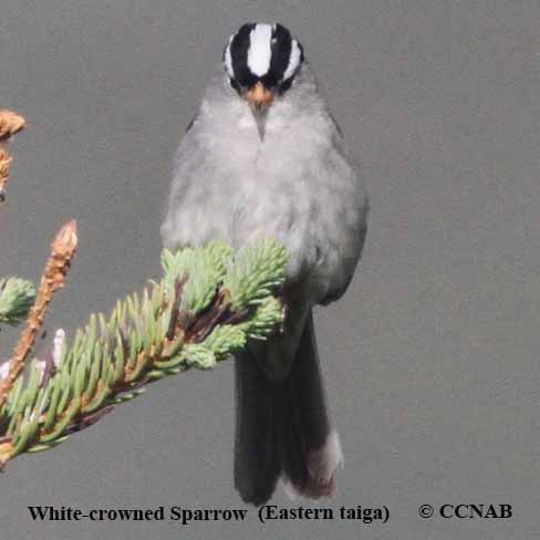 White-crowned Sparrow (Eastern taiga)