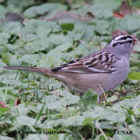 White-crowned Sparrow (Eastern taiga)