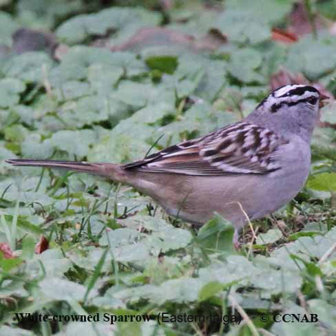 White-crowned Sparrow (Eastern taiga)