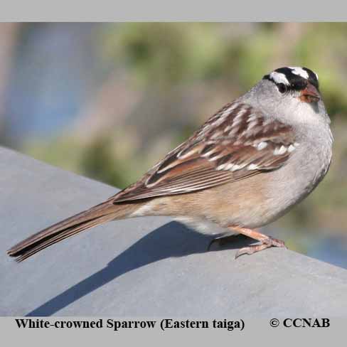White-crowned Sparrow (Eastern taiga)