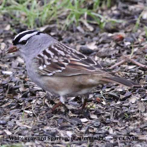 Birds of North America