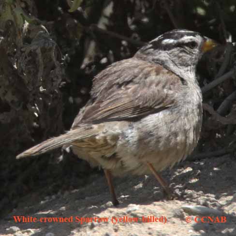 White-crowned Sparrow (Yellow-billed)