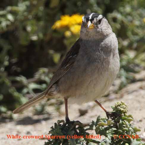 White-crowned Sparrow (Yellow-billed)