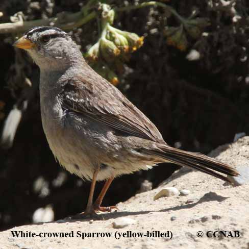 White-crowned Sparrow (Yellow-billed)