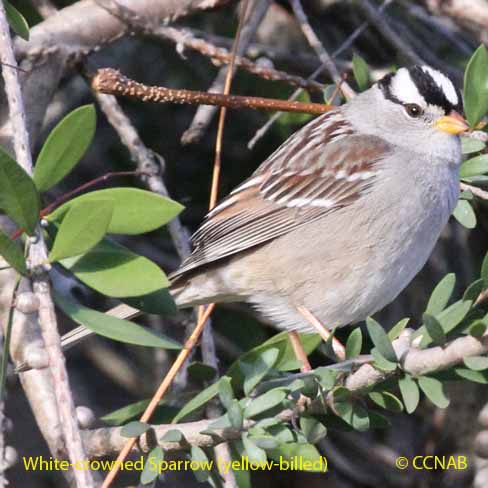 White-crowned Sparrow (Yellow-billed)