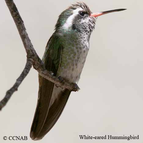 Birds of North America