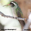 White-eared Hummingbird range map