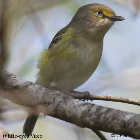 White-eyed Vireo