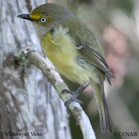 White-eyed Vireo