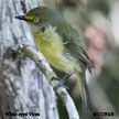 White-eyed Vireo range map