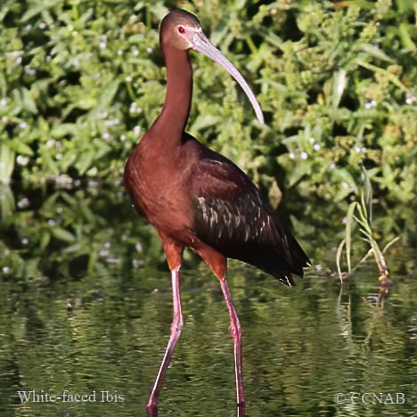 White-faced Ibis