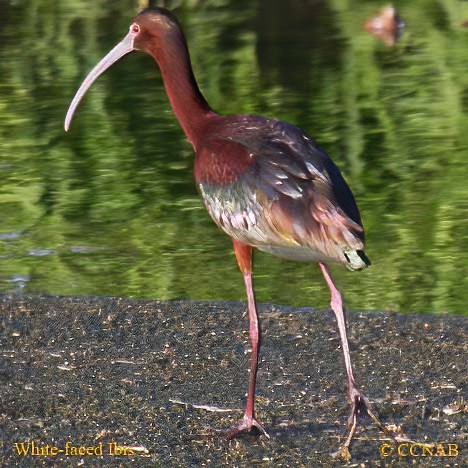 White-faced Ibis